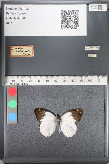 Media type: image;   Entomology 130227